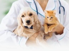 三亚流浪猫救助指南 用行动温暖每一只喵星人