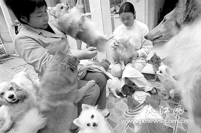南昌节前宠物托管市场升温 宠物服务成新消费热点