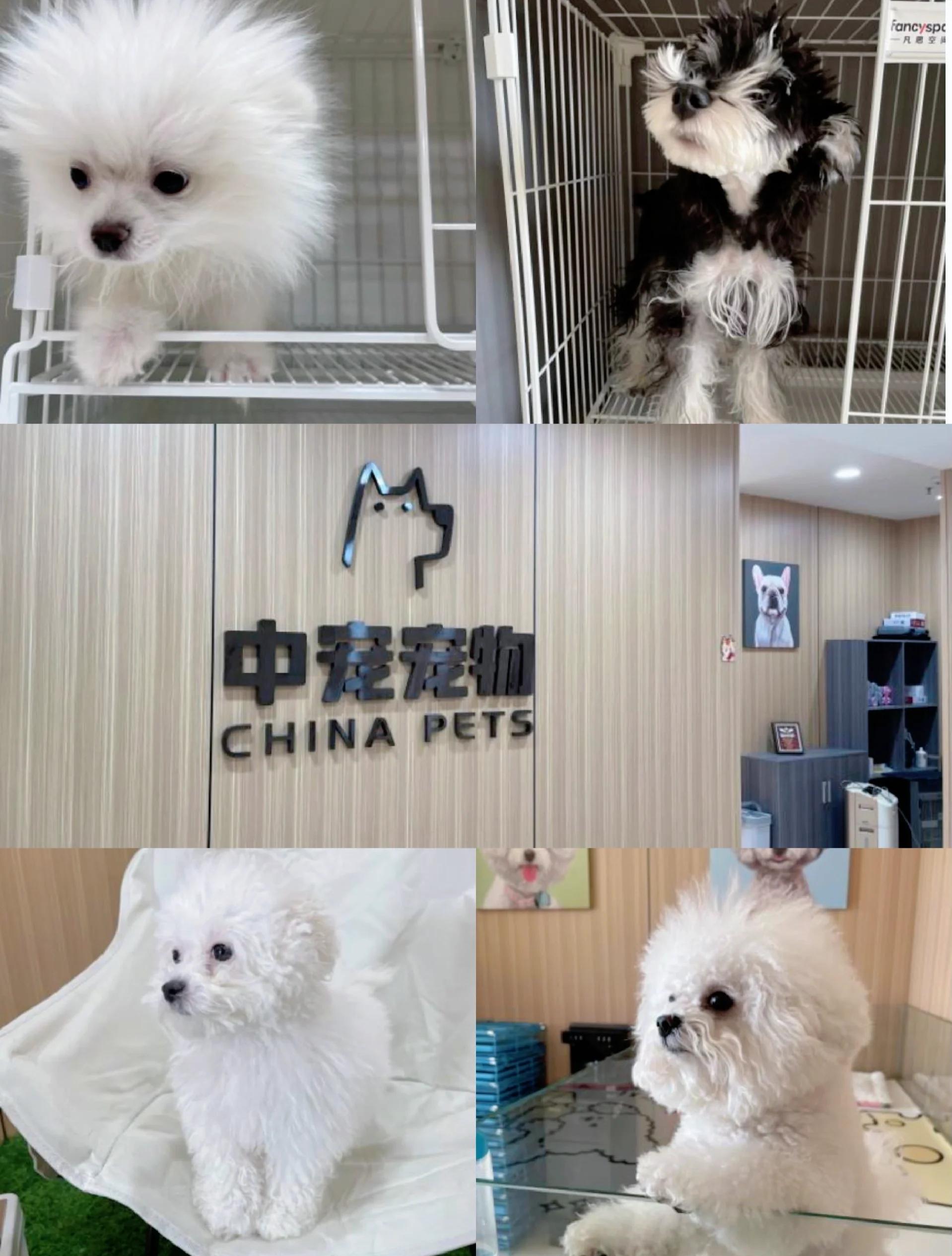 温馨田园记忆中的宠物店购狗体验