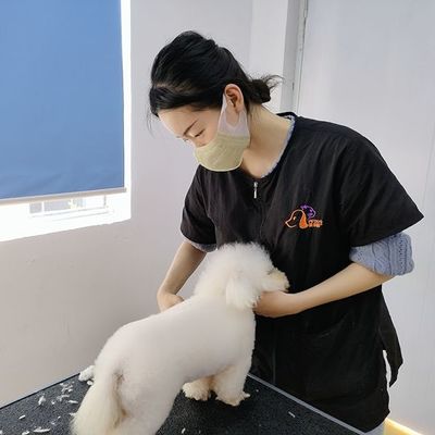 宠物美容培训全攻略 从基础技能到行业未来